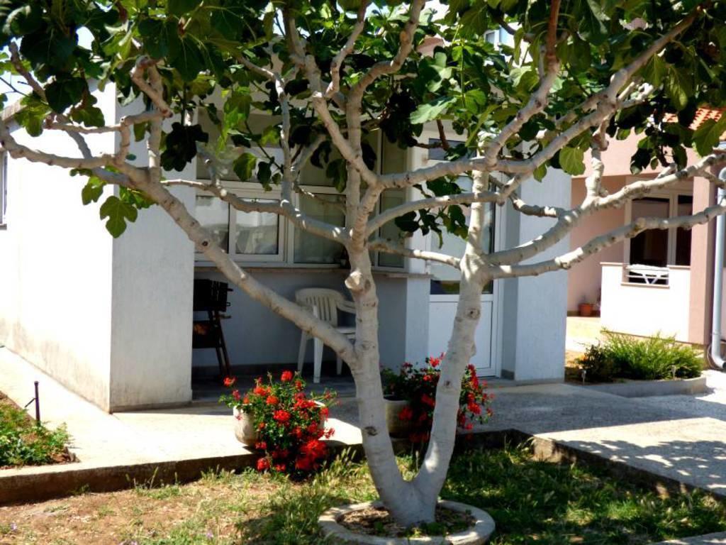 Apartments Branko Nin Dış mekan fotoğraf